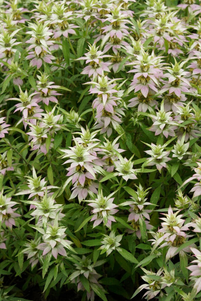 American horsemint