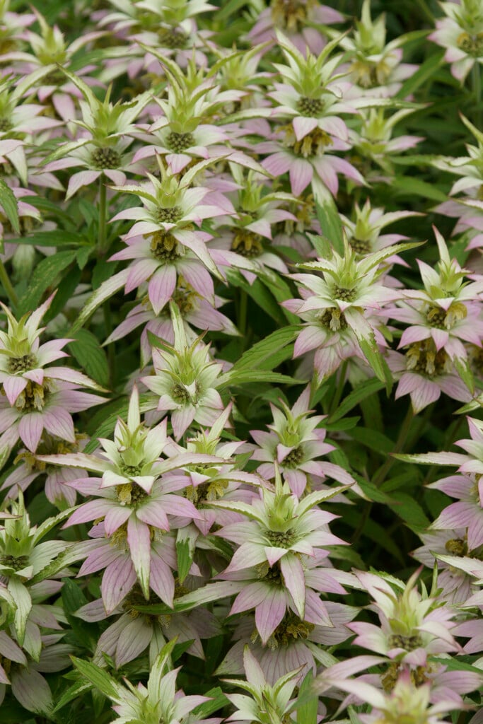 American horsemint