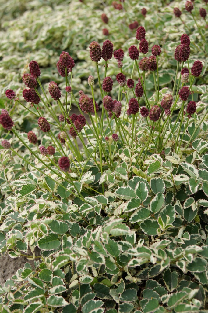 burnet 'Little Angel'