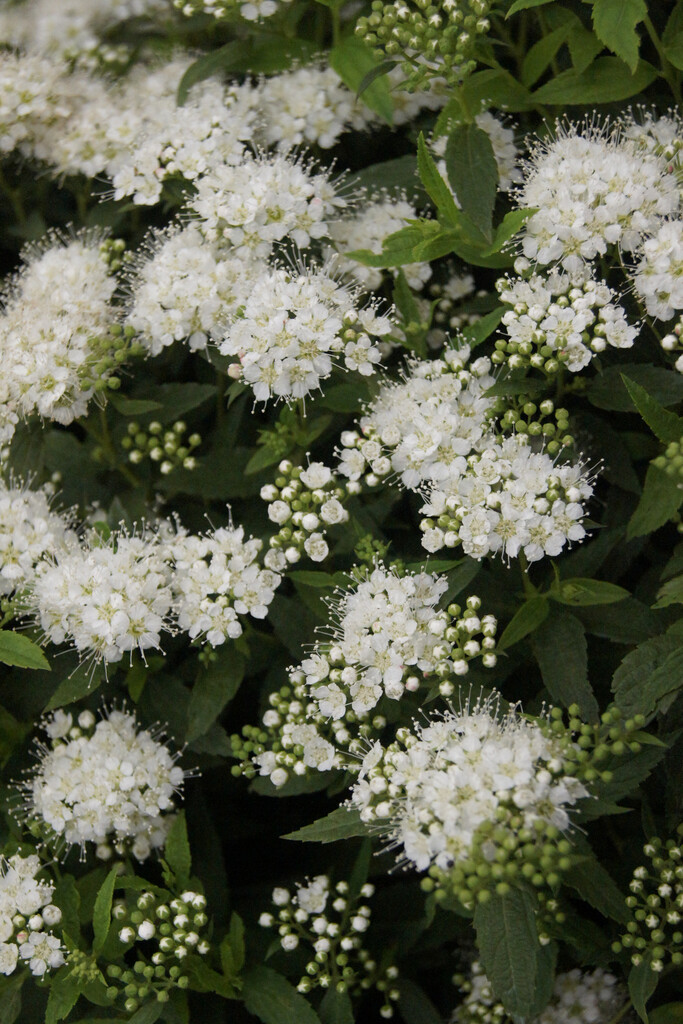 Spiraea Japonica Albiflora White Japanese Spiraea Spiraea Japonica Albiflora White Japanese Spiraea