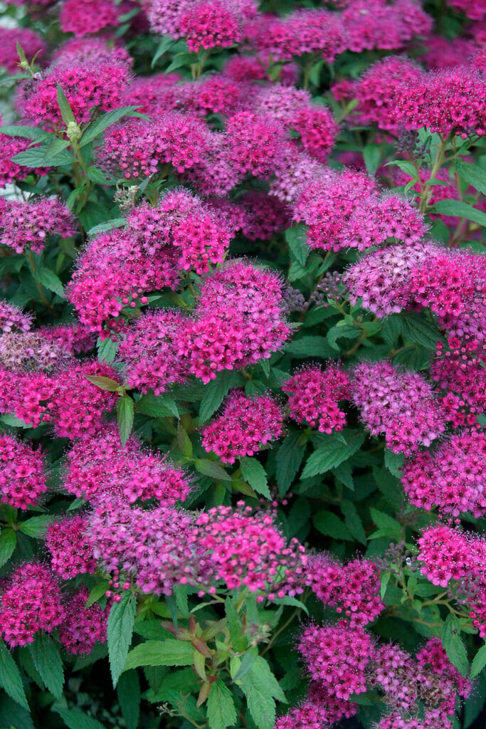 Japanese spiraea 'Anthony Waterer'