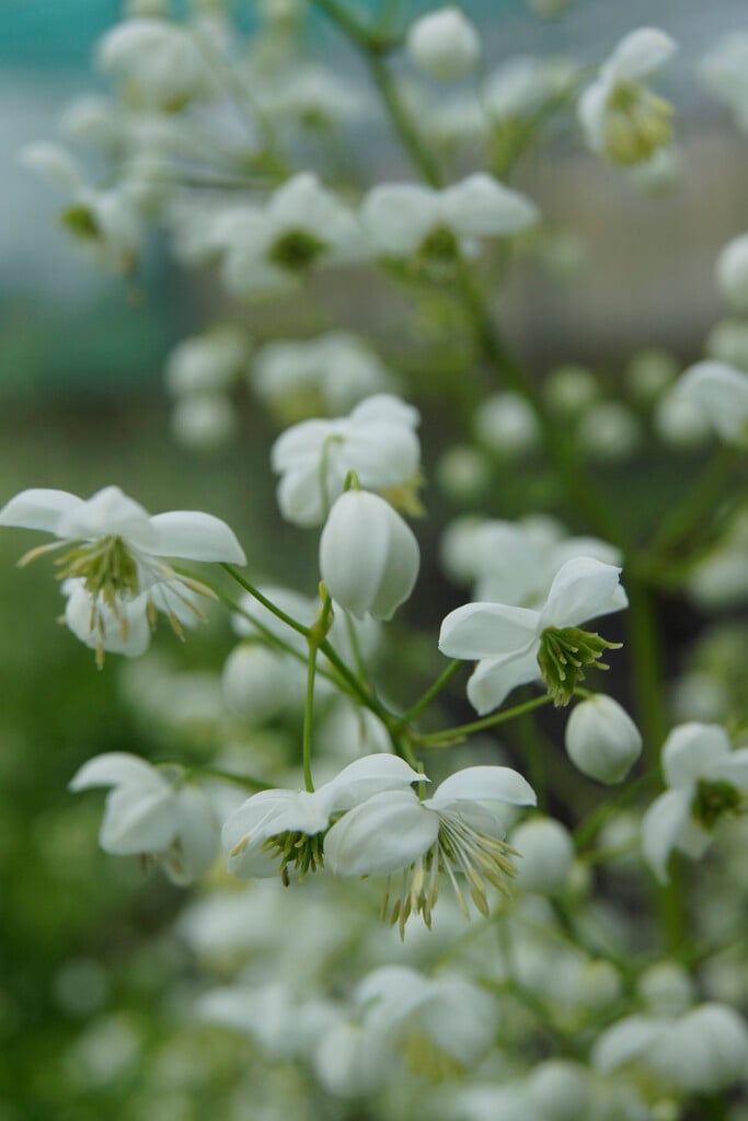 meadow rue [Splendide White]