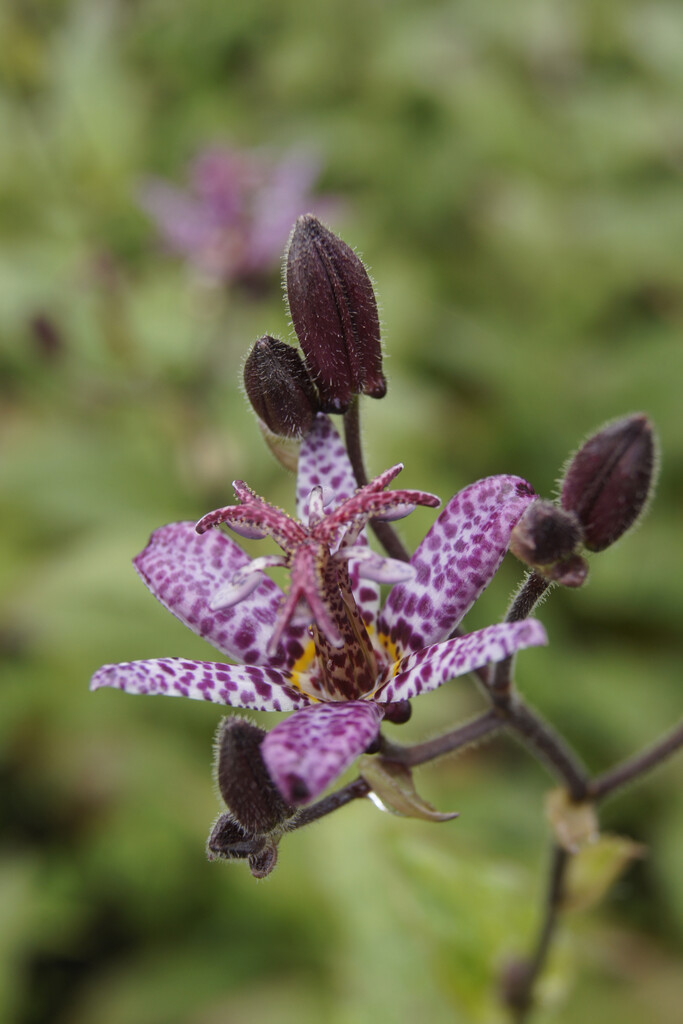 <i>Tricyrtis</i> <i>formosana</i> 'Purple Beauty'