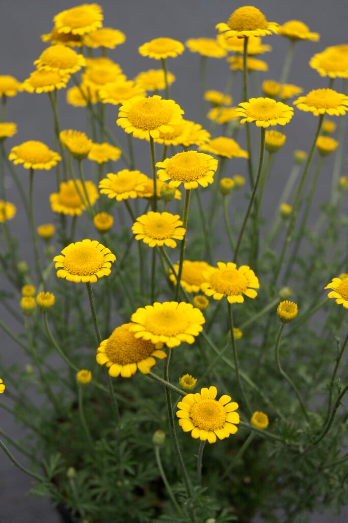 <i>Cota</i> <i>tinctoria</i> 'Charme'