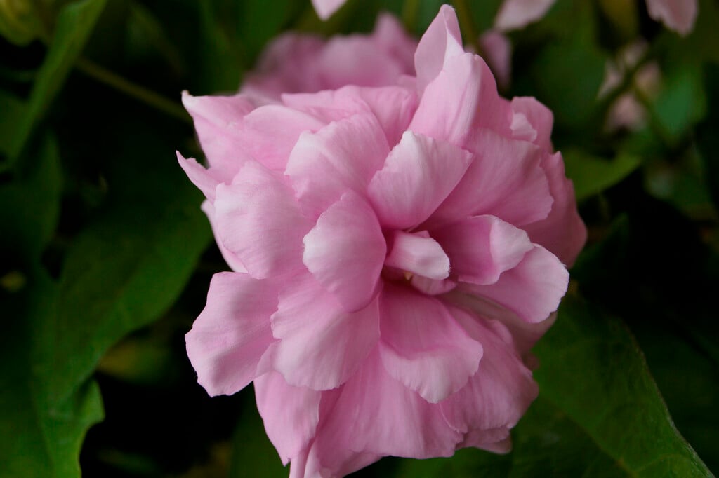 <i>Calystegia</i> <i>hederacea</i> 'Flore Pleno' (d)