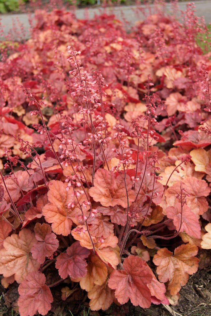 alum root 'Apricot'