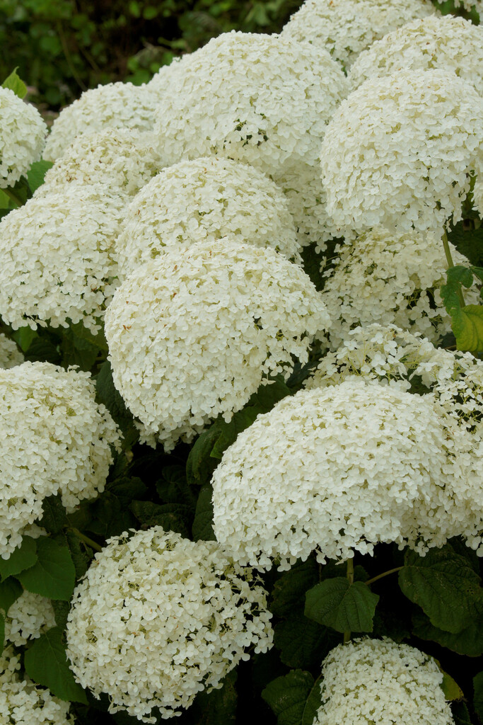 hydrangea [Strong Annabelle]