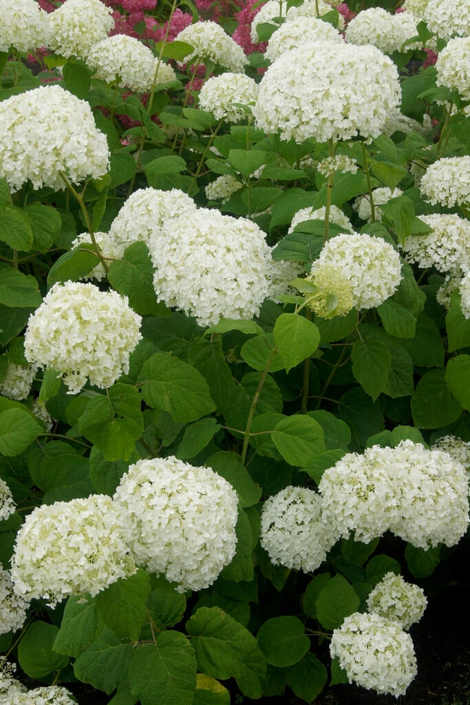 hydrangea [Strong Annabelle]