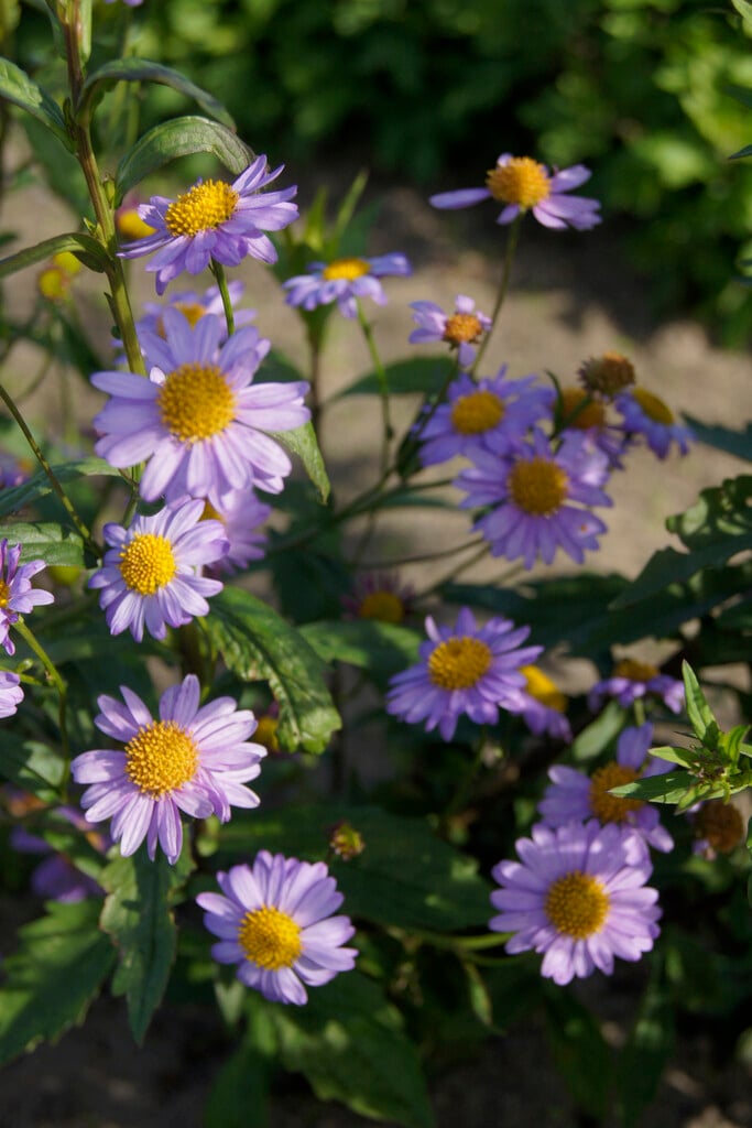 double Japanese aster 'Antonia'