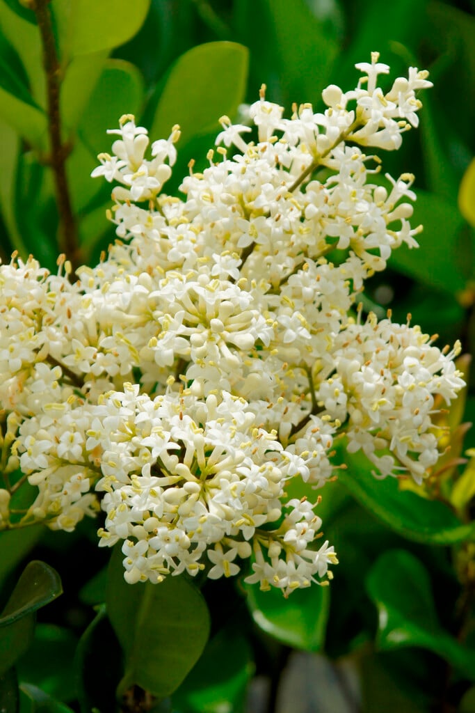Ligustrum japonicum 'Texanum'|Japanese privet 'Texanum'/RHS Gardening
