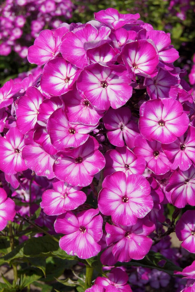 perennial phlox 'Modern Art'