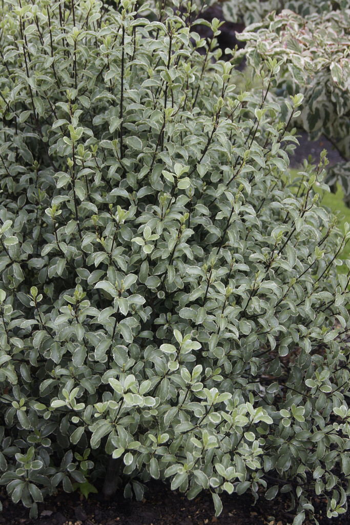 tawhiwhi 'Silver Queen'