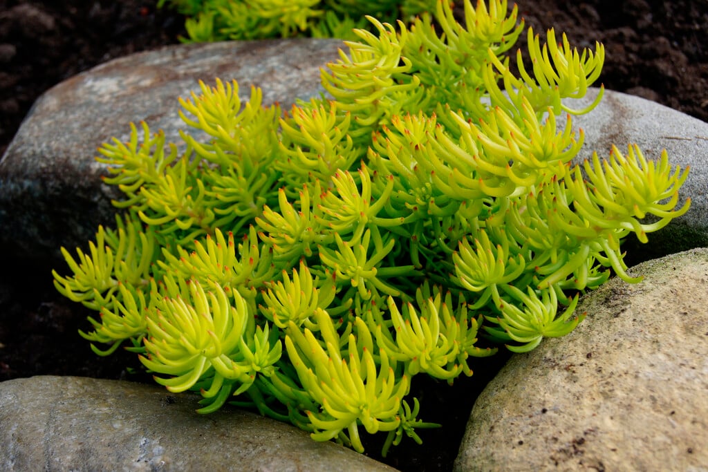 stonecrop 'Angelina'