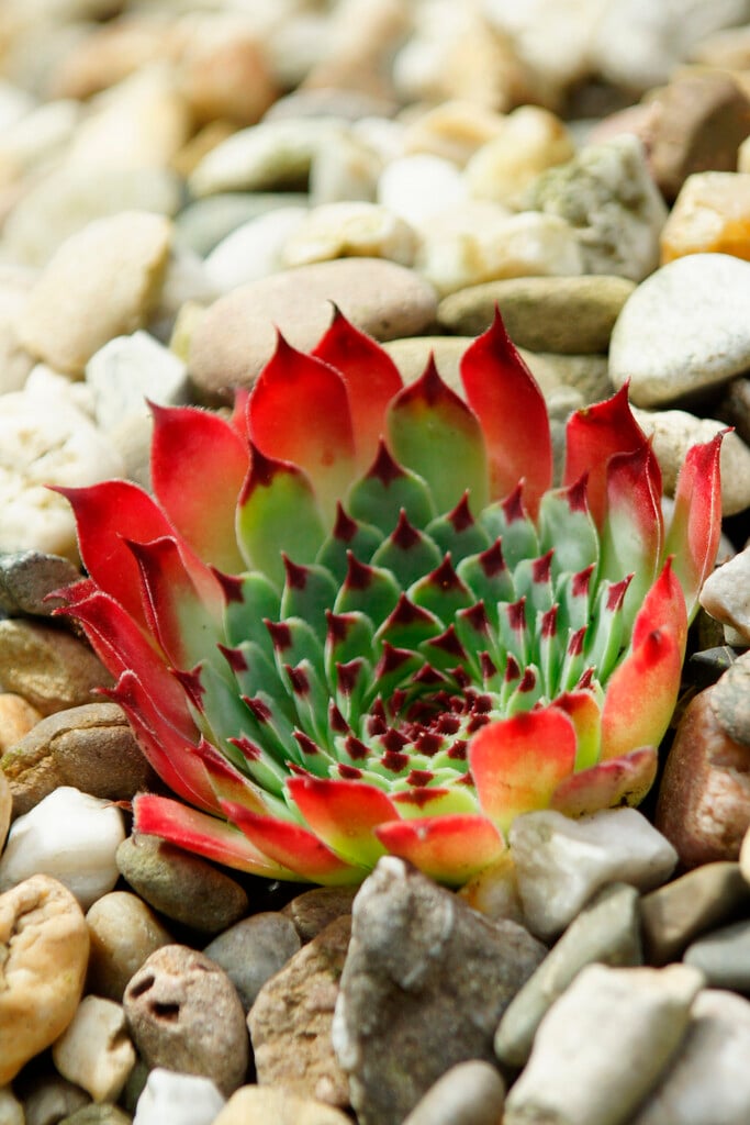 <i>Sempervivum</i> <i>calcareum</i> 'Bicolor'