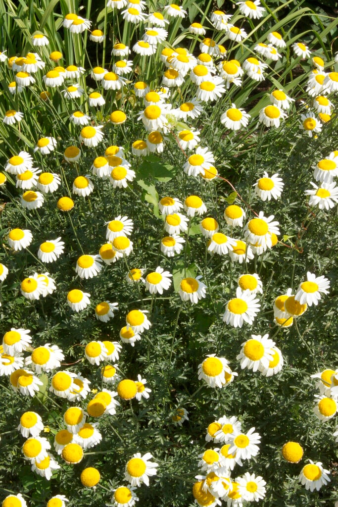 <i>Anthemis</i> 'Cally Cream'