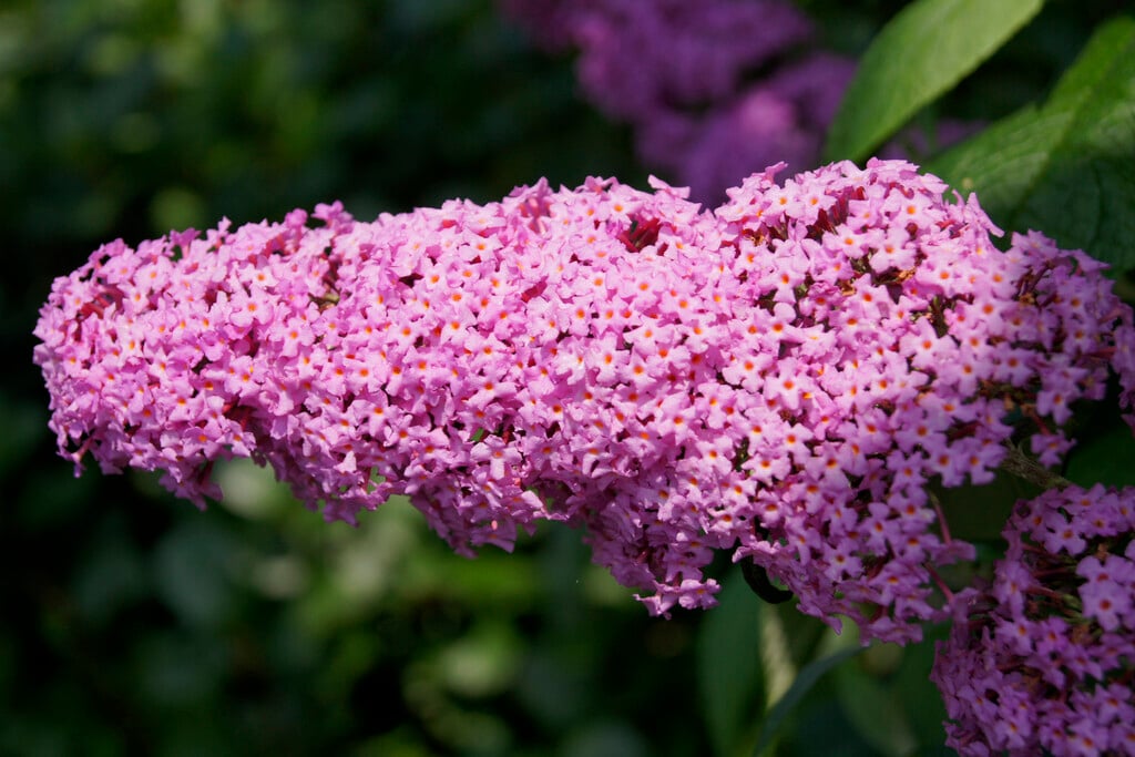 <i>Buddleja</i> <i>davidii</i> 'Pink Perfection'
