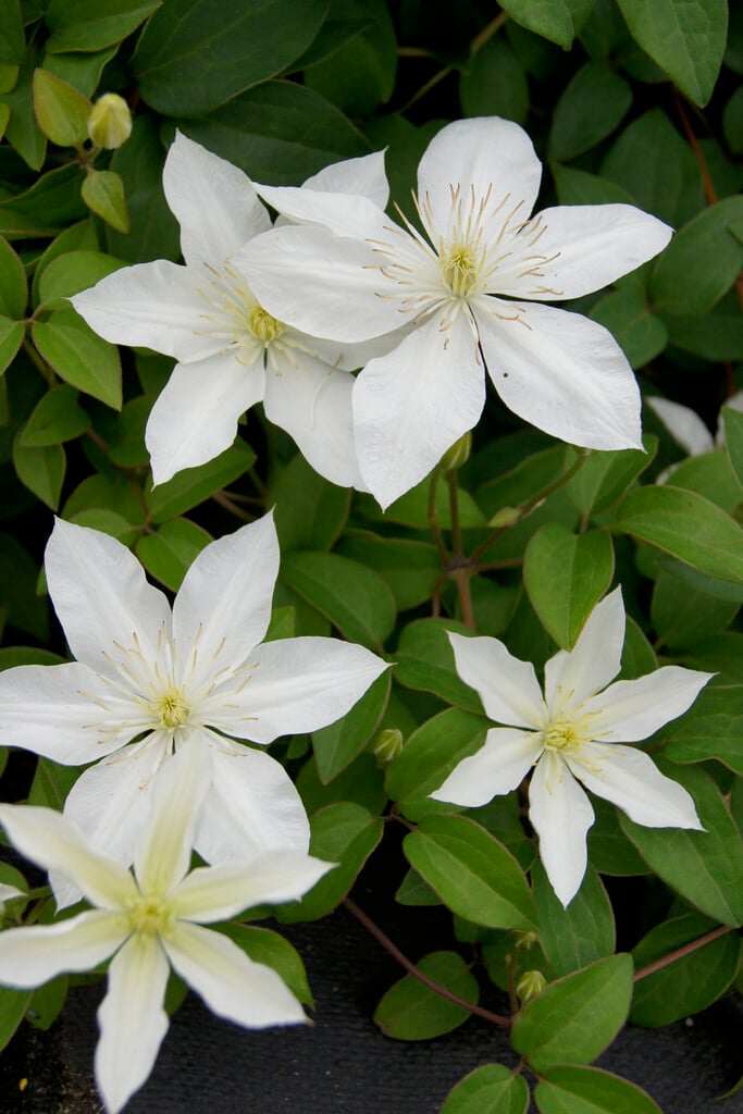 clematis [Baby Star]