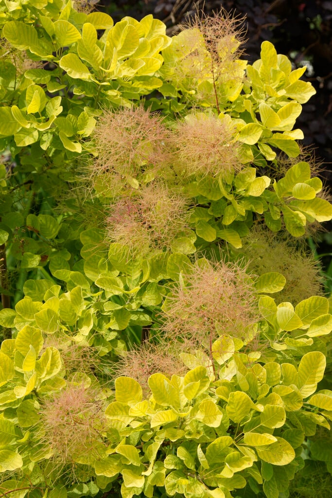 smoke tree [Golden Spirit]