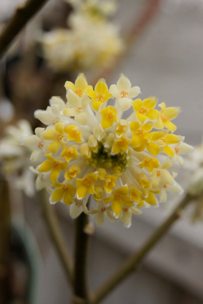 edgeworthia chrysantha