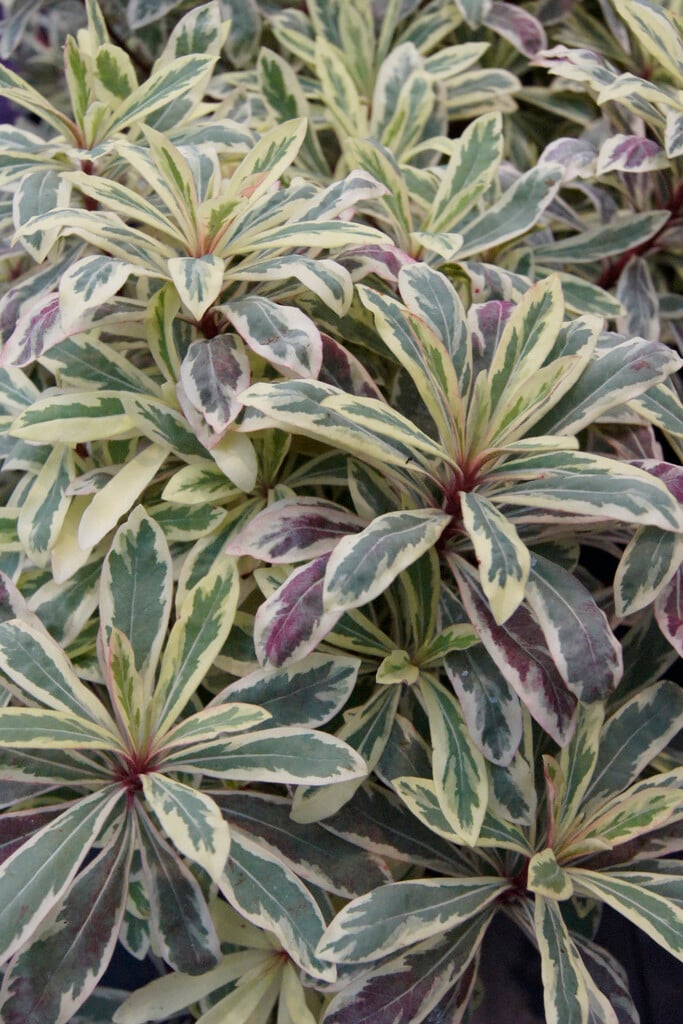 <i>Euphorbia</i> <i>amygdaloides</i> 'Frosted Flame'
