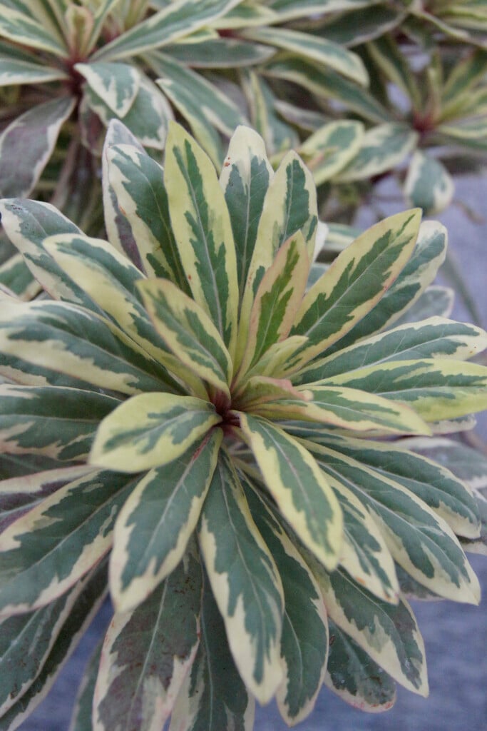 <i>Euphorbia</i> <i>amygdaloides</i> 'Frosted Flame'