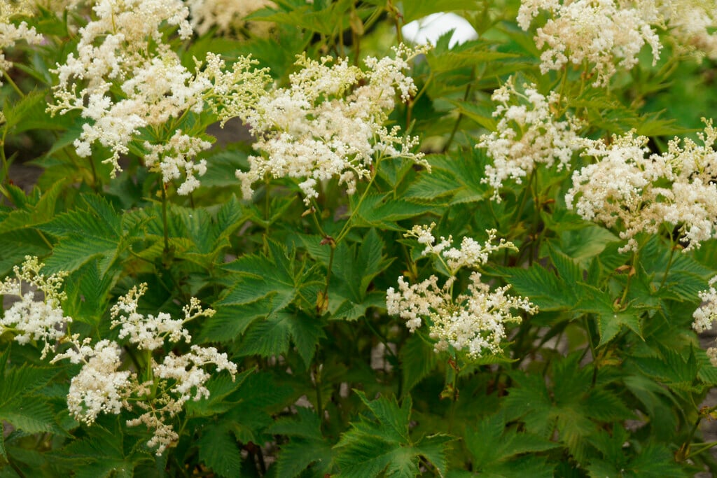 <i>Filipendula</i> <i>purpurea</i> 'Alba'