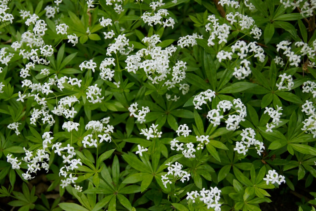 sweet woodruff