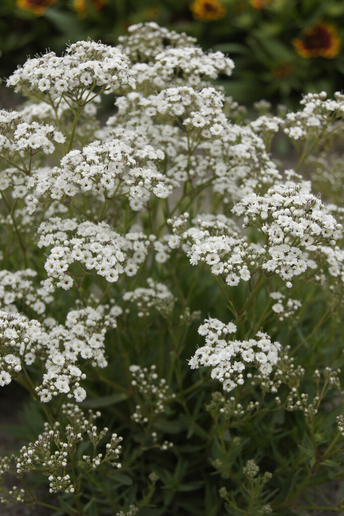 <i>Gypsophila</i> <i>paniculata</i> [<span style="font-variant: small-caps;">Festival Star</span>] ('Danfestar') (Festival Series)