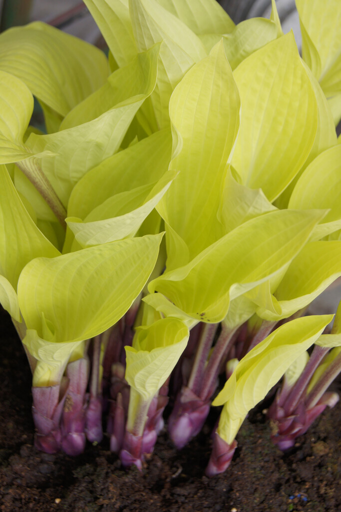 Hosta &Designer Genes& plantain lily &Designer Genes& Herbaceous