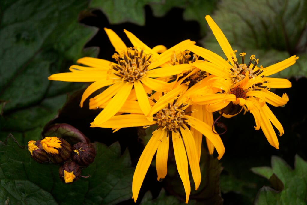 <i>Ligularia</i> <i>dentata</i> 'Twilight'