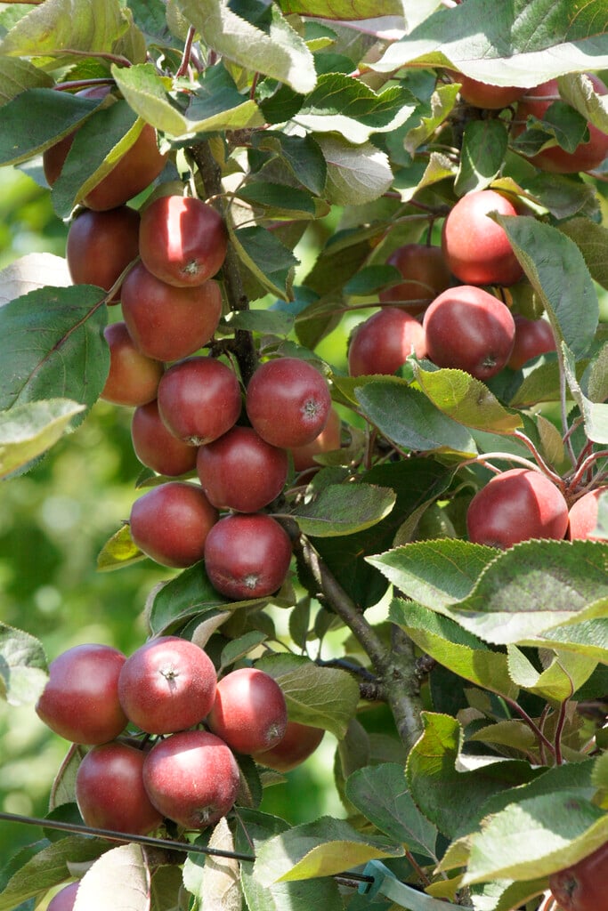 apple 'Redlane'