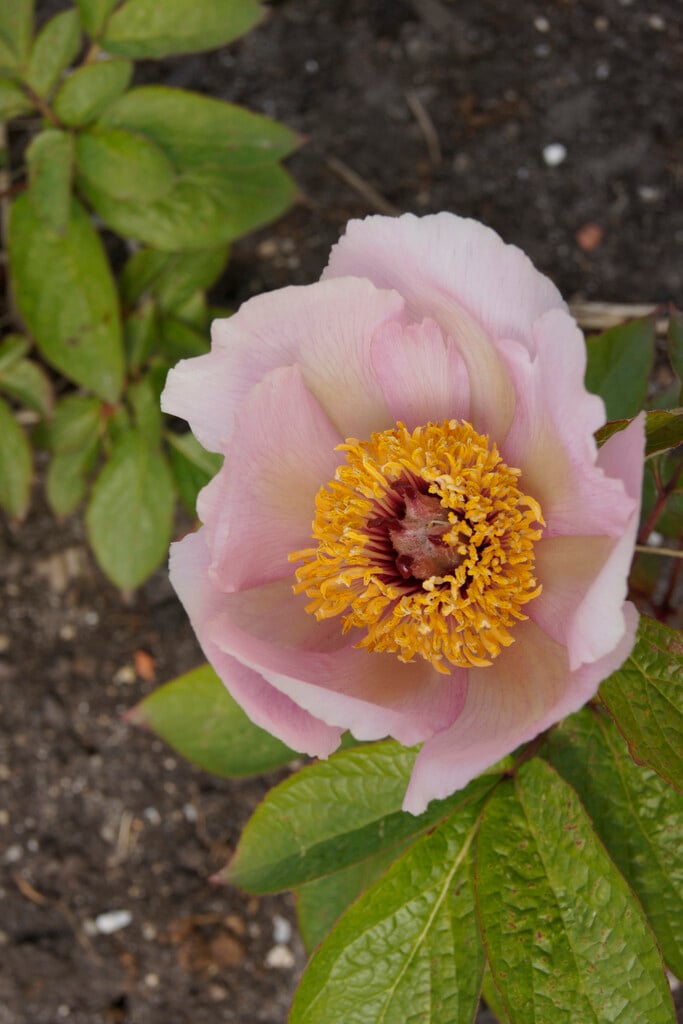 <i>Paeonia</i> <i>daurica</i> subsp. <i>wittmanniana</i>