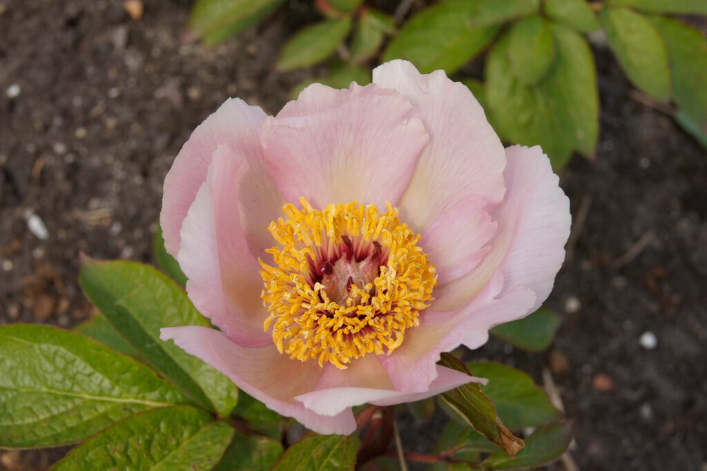 <i>Paeonia</i> <i>daurica</i> subsp. <i>wittmanniana</i>