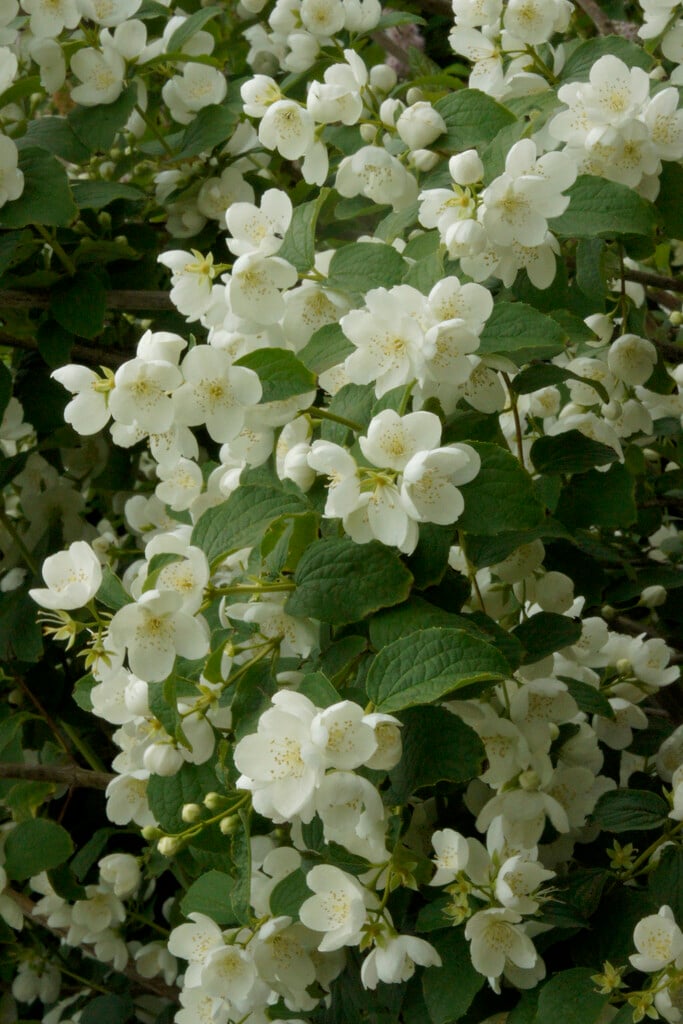 mock orange 'Limestone'
