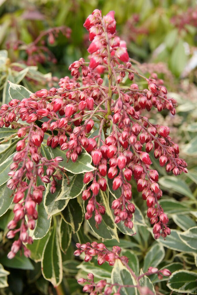 <i>Pieris</i> <i>japonica</i> [<span style="font-variant: small-caps;">Ralto Rose</span>] ('Opstal10')