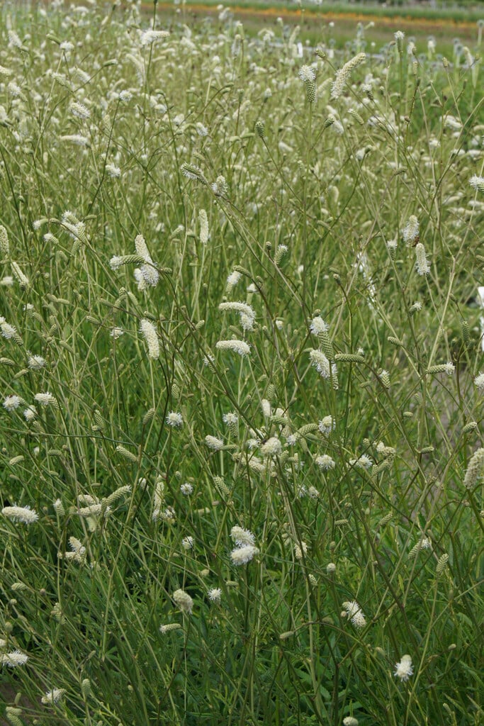 burnet 'Burr Blanc'