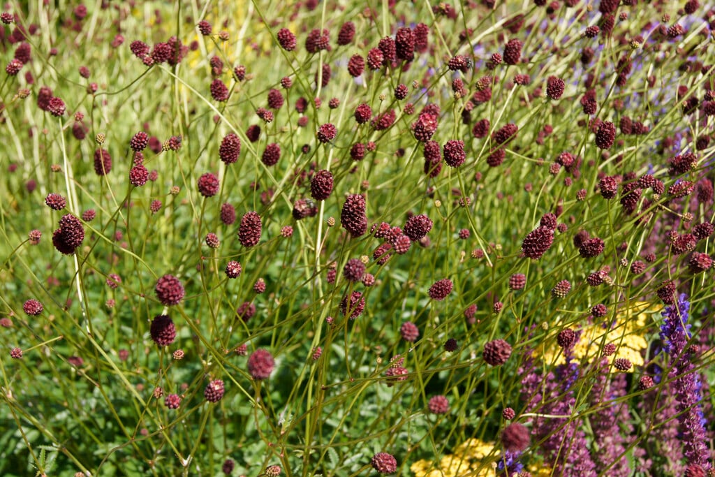 great burnet 'Morning Select'