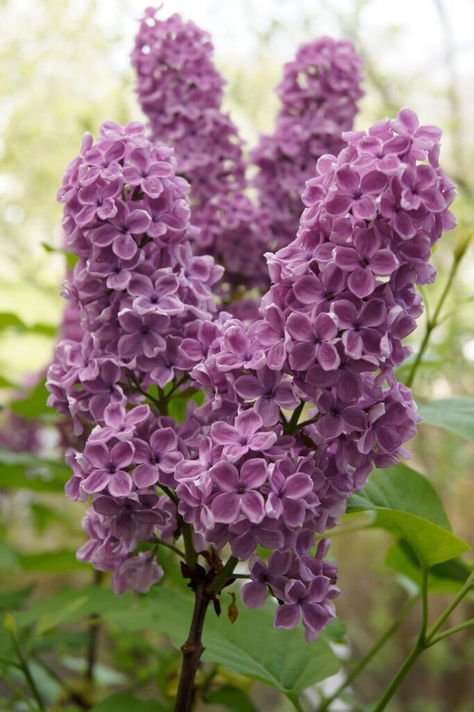 lilac 'Sarah Sands'
