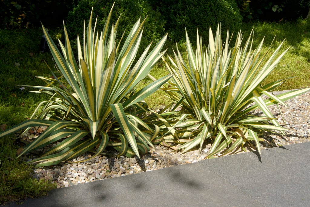 <em>Yucca</em> <em>filamentosa</em> 'Gold Heart' (v)