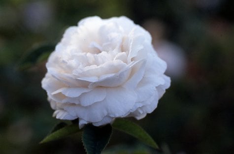 rose 'Botzaris'