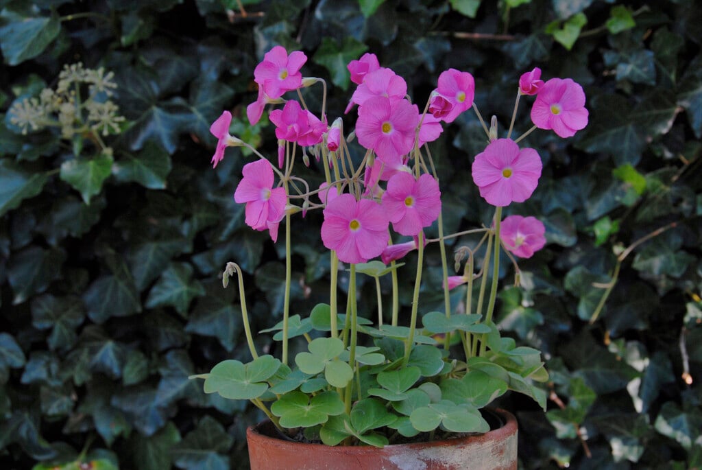 <i>Oxalis</i> <i>bowiei</i> 'Amarantha'