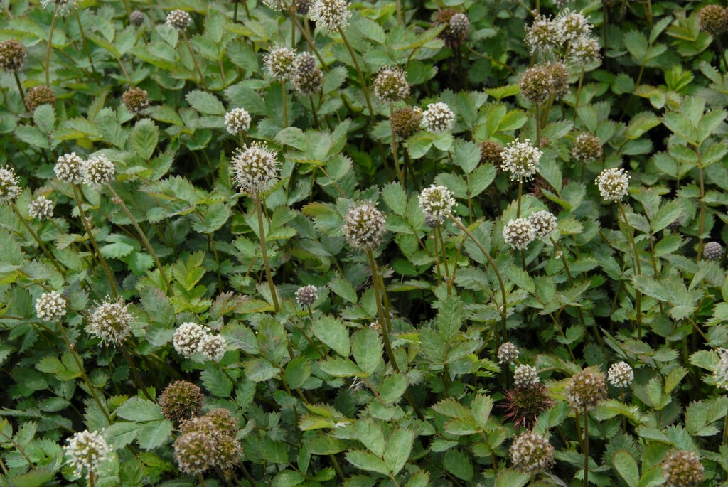 pirri-pirri bur