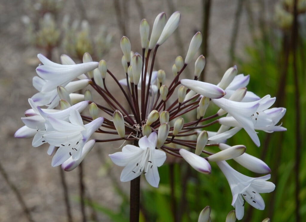 African lily 'Glacier Stream'