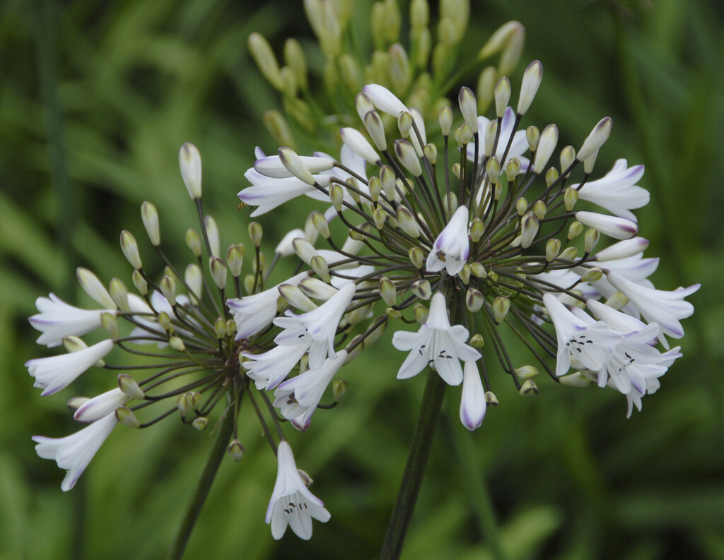 Agapanthus &Glacier Stream& | African lily &Glacier Stream& Herbaceous ...