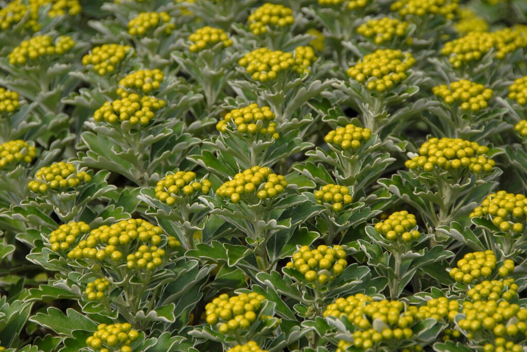 pacific chrysanthemum
