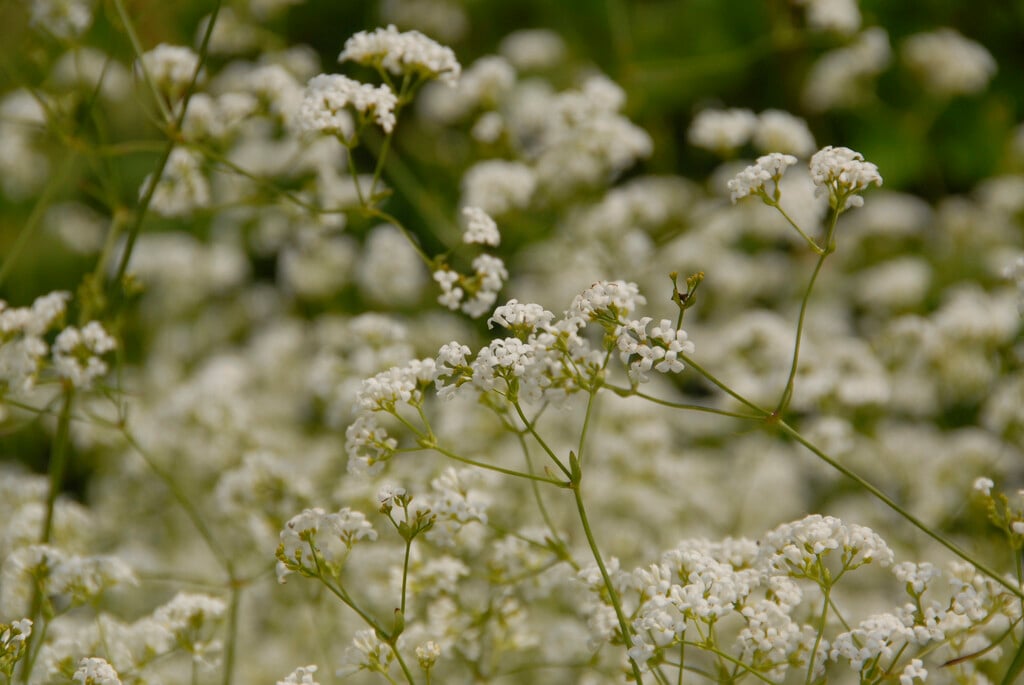dyer's woodruff