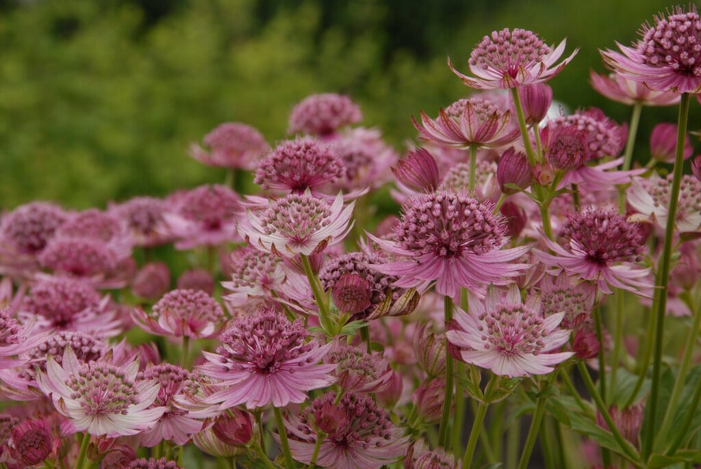 <i>Astrantia</i> <i>major</i> 'Lola'