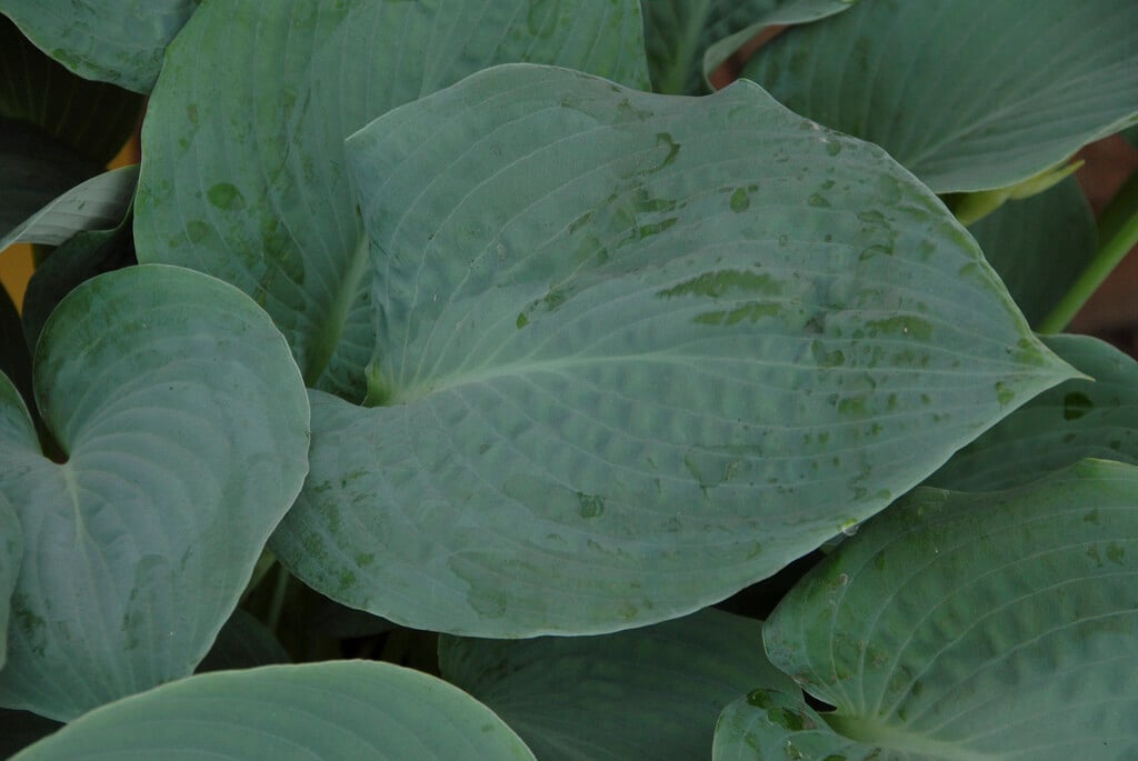 plantain lily 'Big Mama'