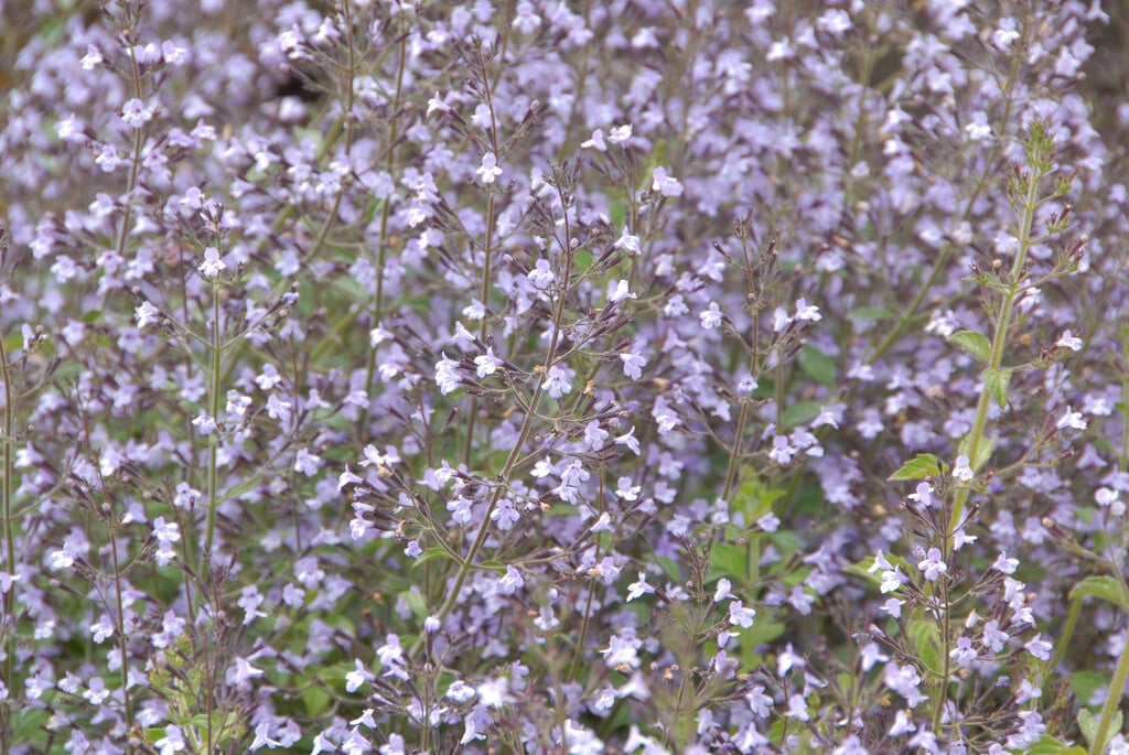 lesser calamint 'Blue Cloud'