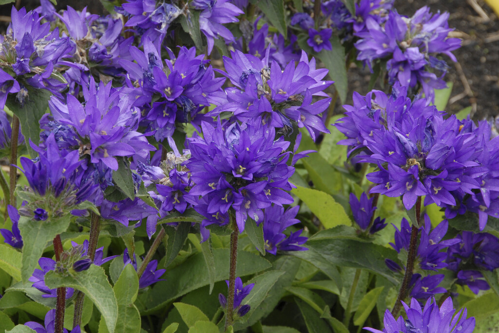clustered bellflower 'Superba'
